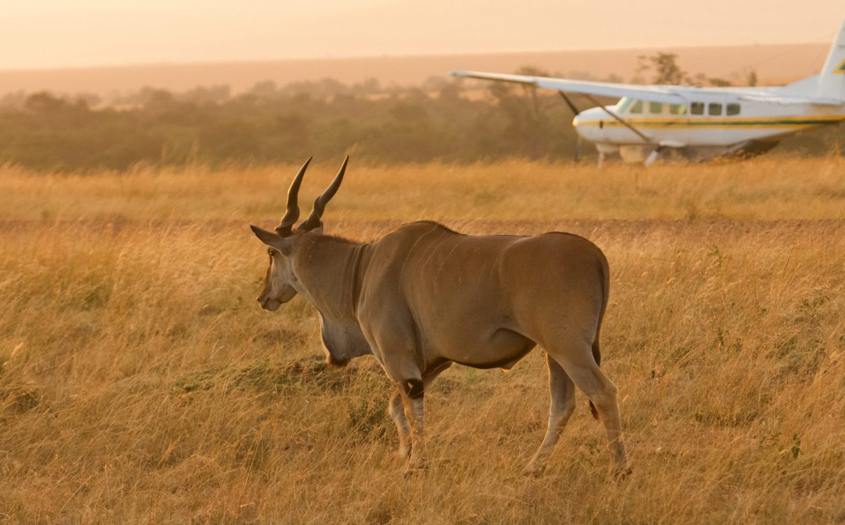 Safari