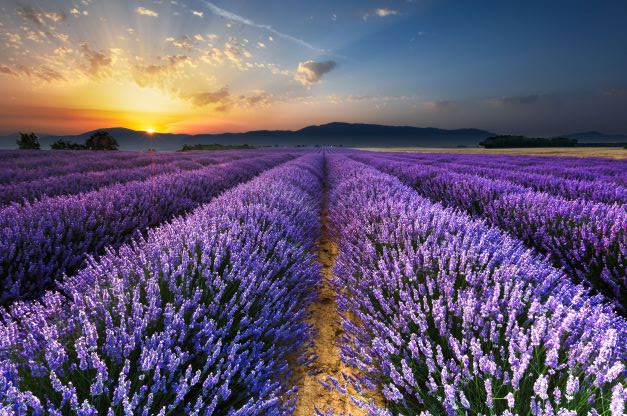 lavender