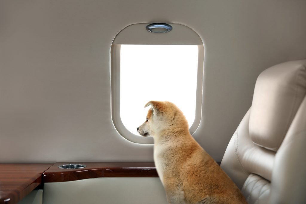 Benefits of Pet-Friendly Group Air Charter