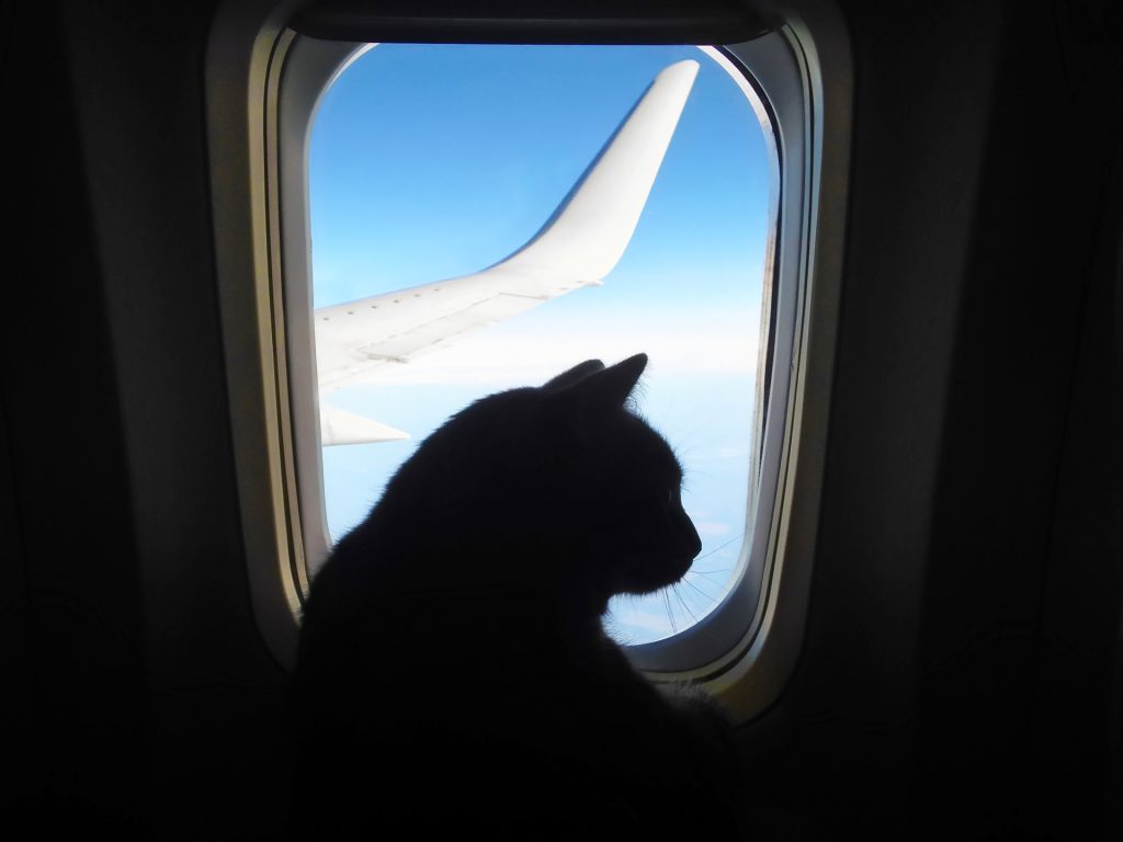 Pets on Board: The New Normal for Group Air Charter