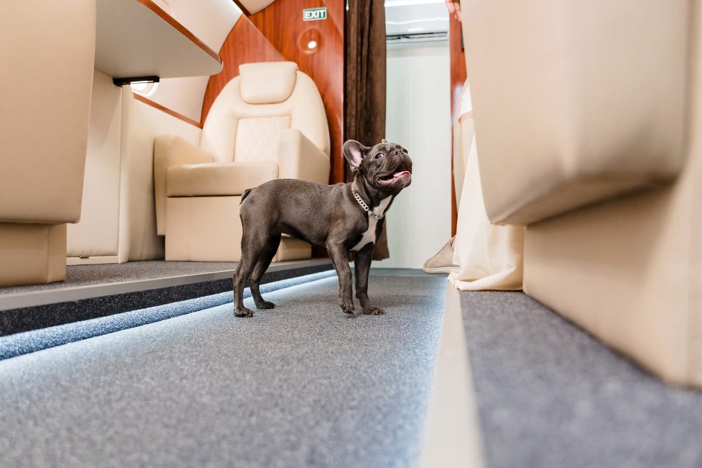 Pets on Board: The New Normal for Group Air Charter