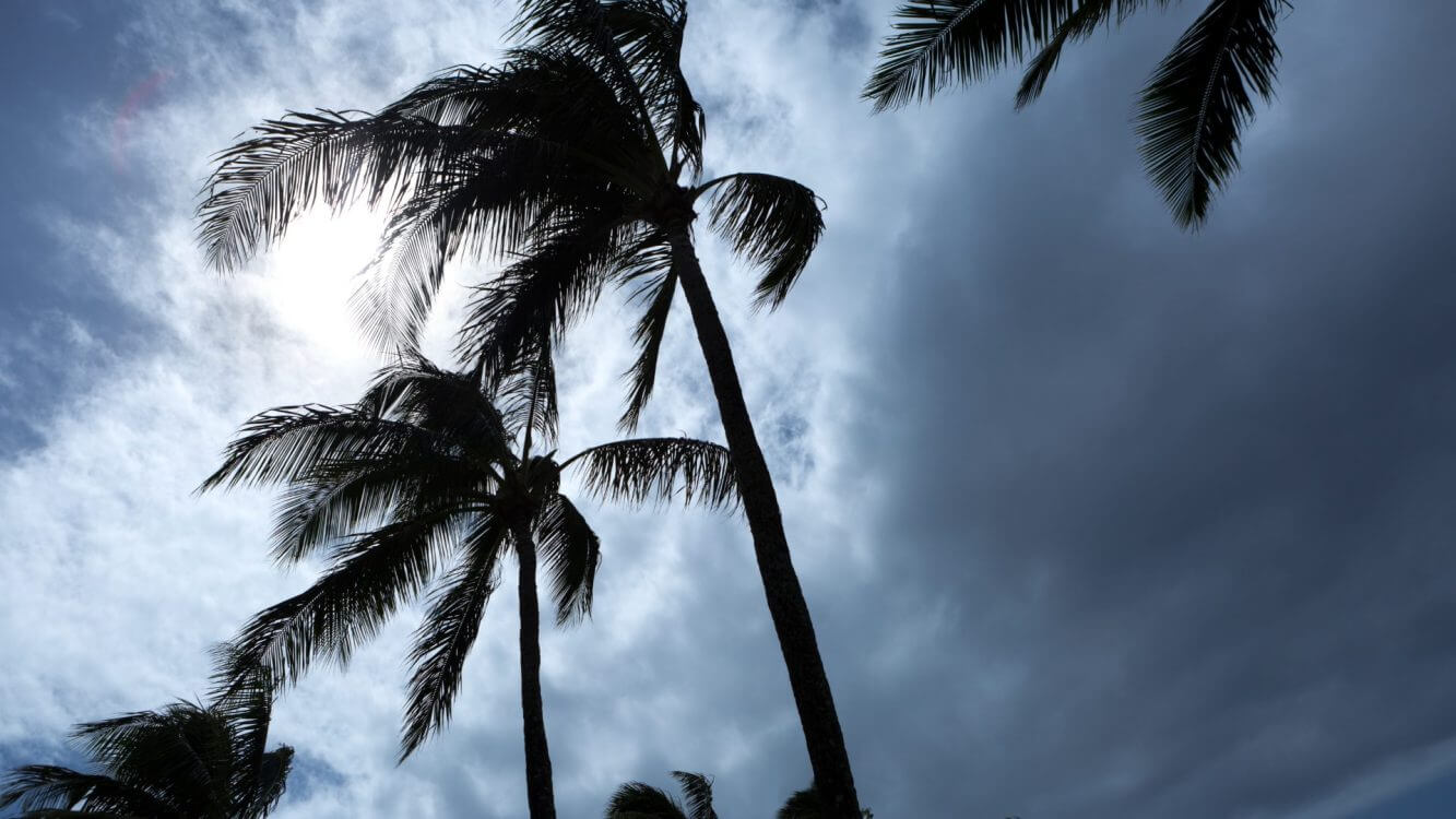 Palm trees in a hurricane