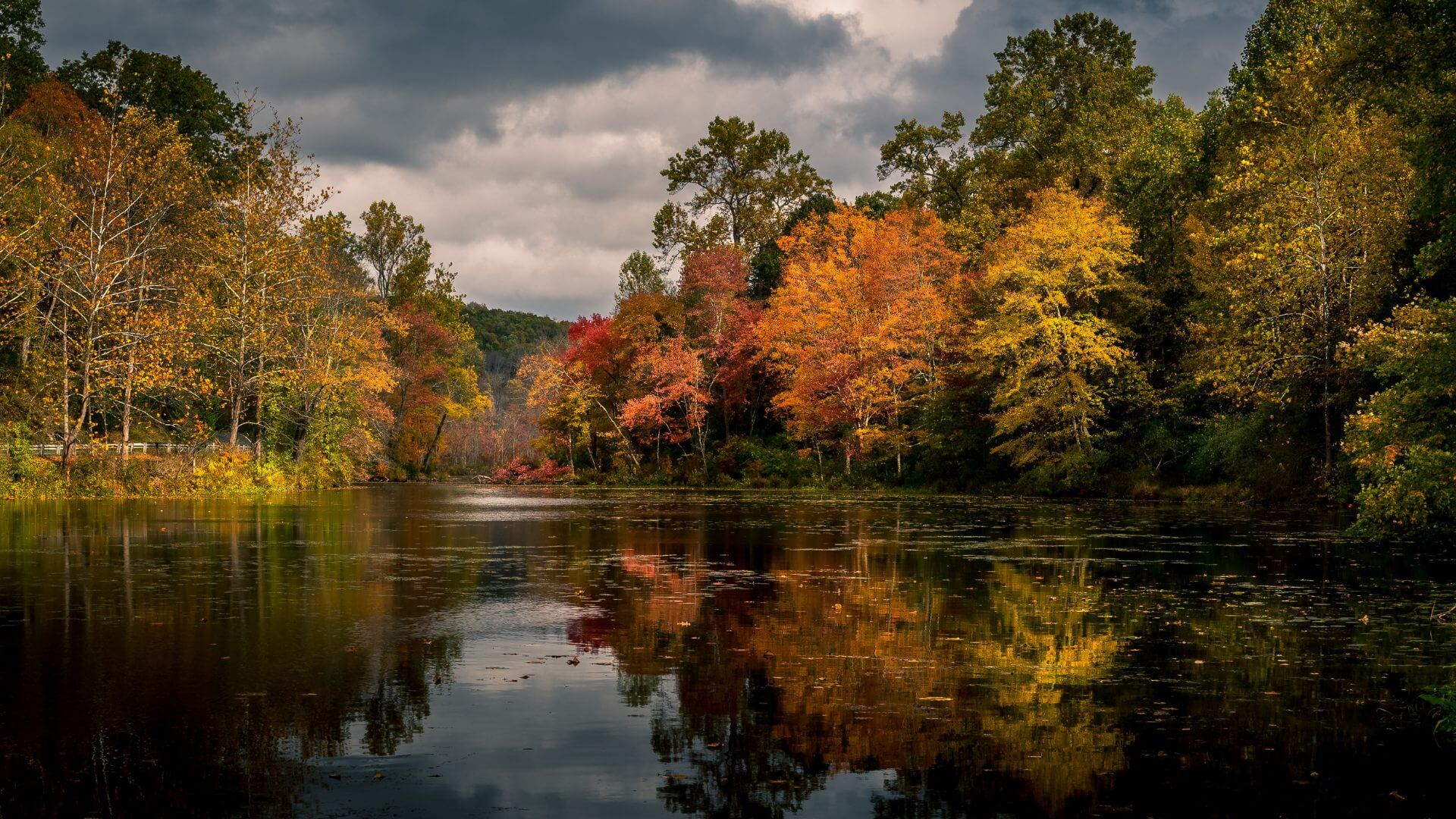Autumnal trees