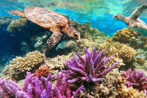 Green turtle in the great barrier reef